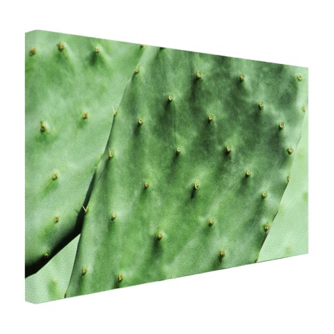 Barbary cactusblad mintgroen Canvas