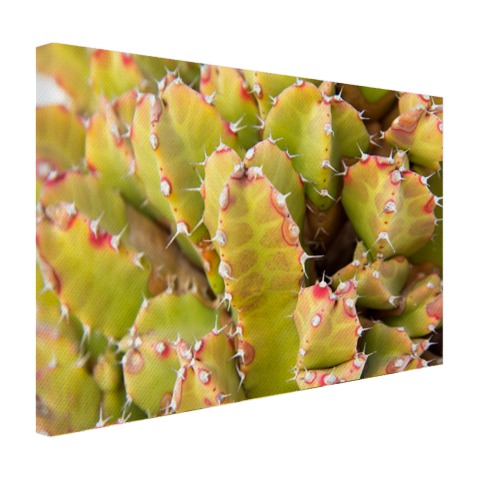 Cactus close-up foto Canvas