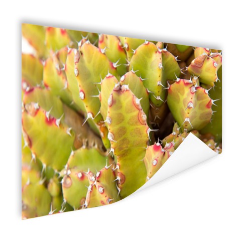 Cactus close-up foto Poster