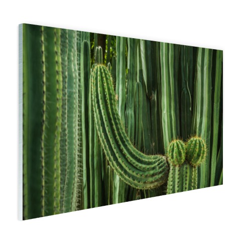 Cactus close-up Glas