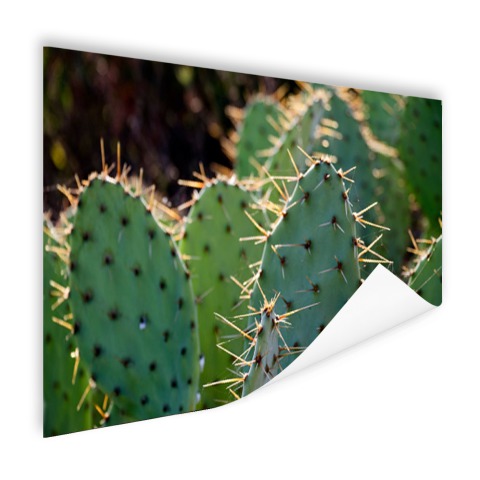 Cactus fotoprint botanic Poster