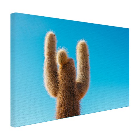 Cactus met blauwe hemel Canvas