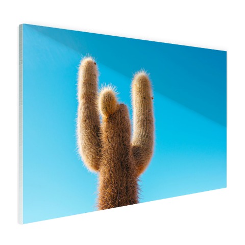 Cactus met blauwe hemel Glas