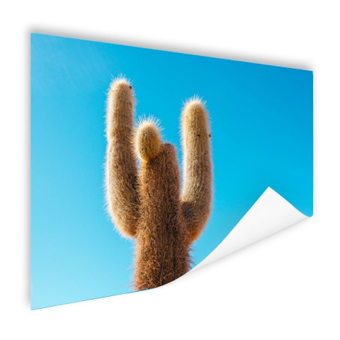 Cactus met blauwe hemel Poster