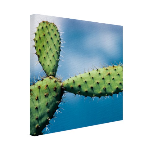 Cactus tegen blauwe lucht Canvas