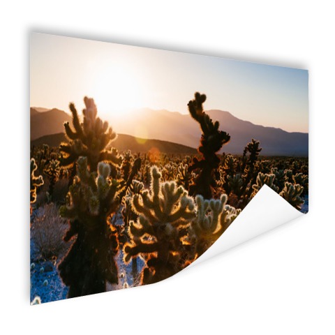 Cactusprint in de VS Poster