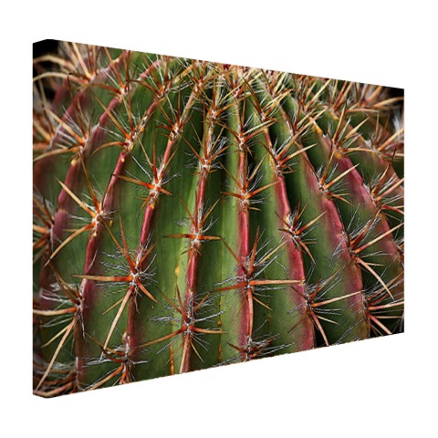 Close-up cactus fotoprint Canvas