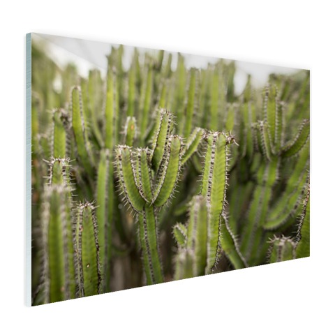 Groep cactusplanten Glas