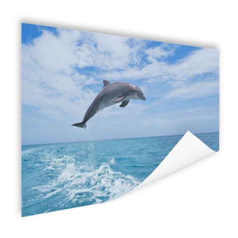 Bottlenose dolfijn springt Poster