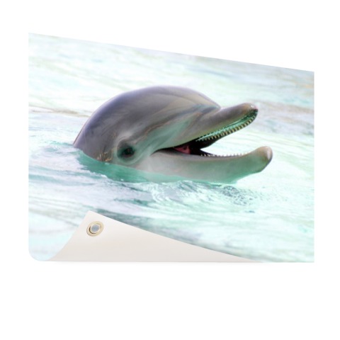 Close-up van een dolfijn in het water Tuinposter