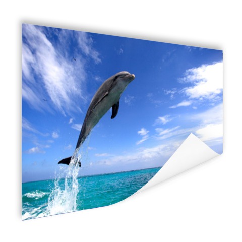 Dolfijn bij helder blauwe lucht foto Poster