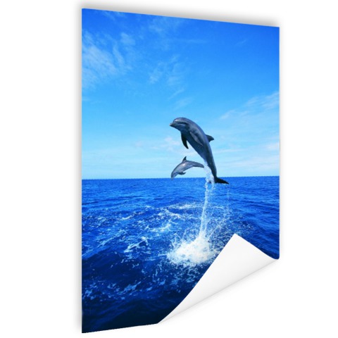 Dolfijn in blauw water Poster