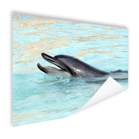 Dolfijn zwemmend fotoprint Poster