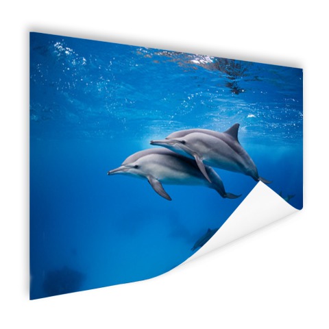 Spinner Dolfijnen in de Rode zee Egypte Poster