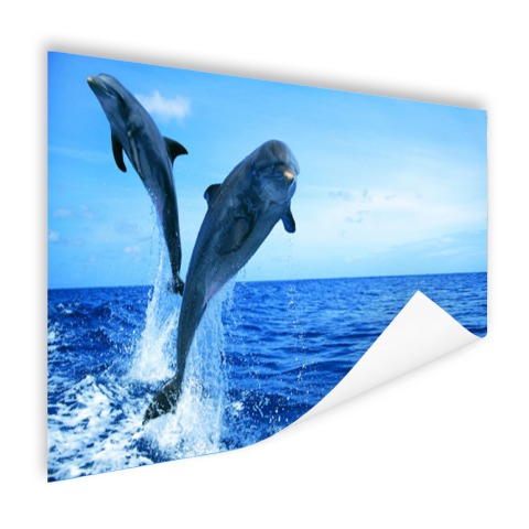 Springende dolfijnenfoto Poster