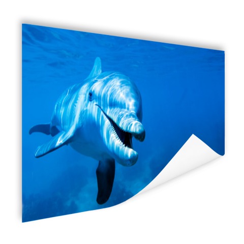 Tuimelaar dolfijn onder water Poster