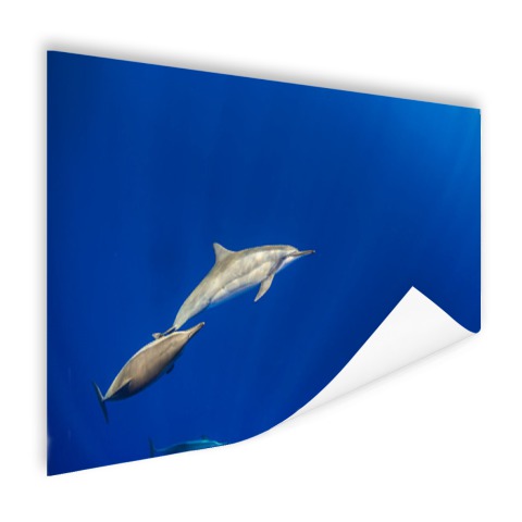 Zwemmende dolfijnen onderwater foto Poster